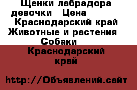 Щенки лабрадора девочки › Цена ­ 5 000 - Краснодарский край Животные и растения » Собаки   . Краснодарский край